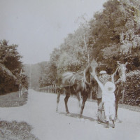 Pohled na dubovou alej na konci 19. století